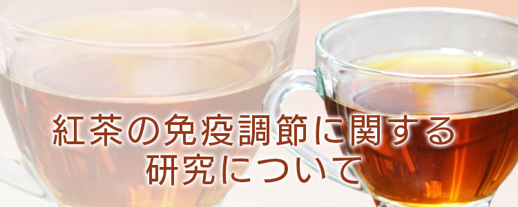 紅茶の免疫調節機能に関する研究について