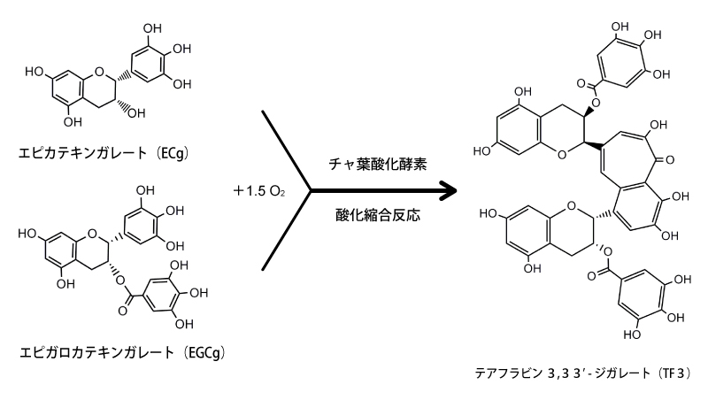 カテキンからテアフラビンが生成される反応経路