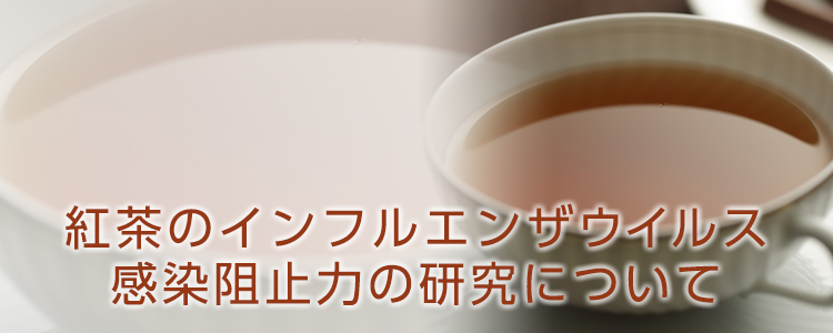 紅茶のインフルエンザウイルス感染阻止力の研究について