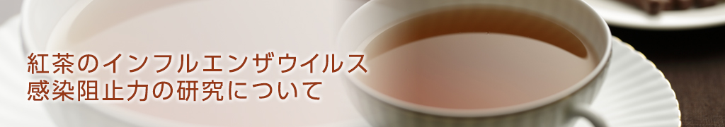 紅茶のインフルエンザウイルス感染阻止力の研究について